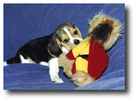 Figaro and Mighty Dog