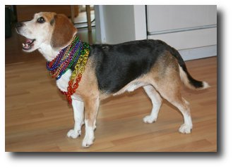 beagle adoption