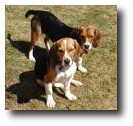 pair of beagles